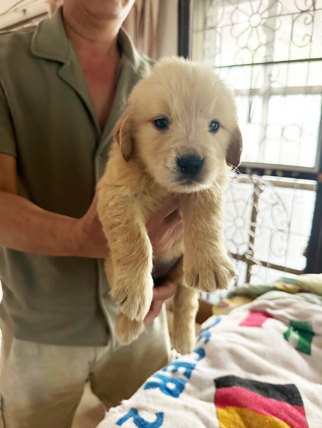 ลูกสุนัข Golden retriever แท้ 4