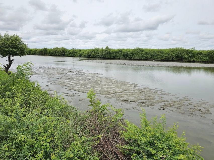 ประกาศขายที่ดิน สมุทรสาคร 44 ไร่ 3 งาน 68 ตารางวา 6