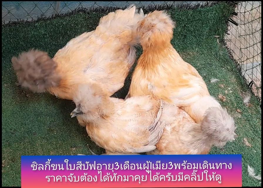 ซิลกี้ขนใบสีบัฟอายุ3ดือนชุด4ตัวผู้1เมีย3"โปรพิเศษส่งฟรีทั่วไทย"