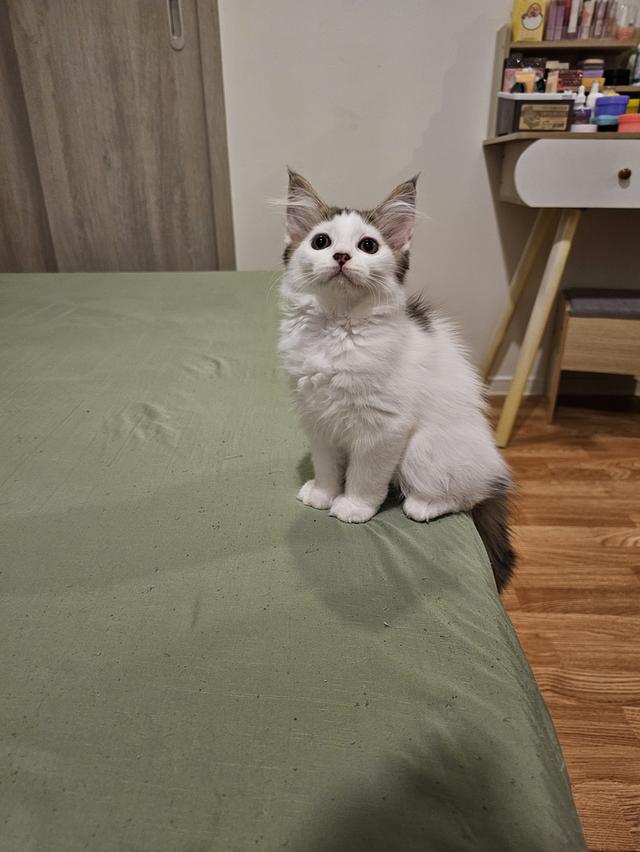 ลูกแมวเมนคูนผสมเปอร์เซีย