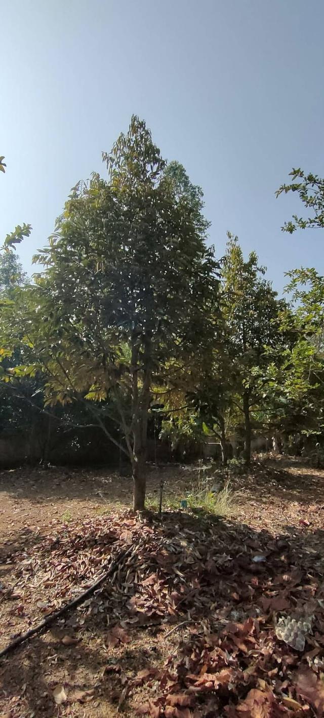 Selling the special price from 17 mil reduced 9.5 large land at Phetchabun 2