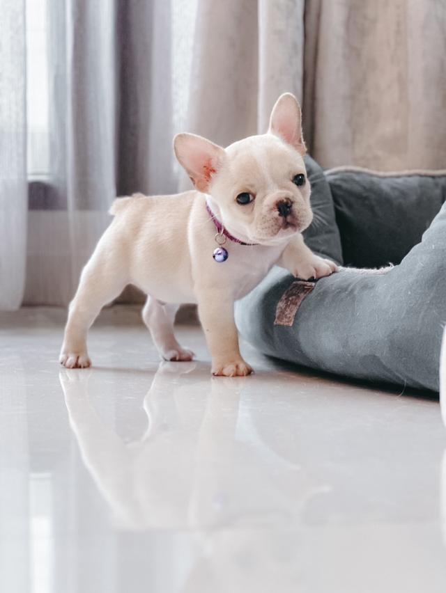 French Bulldog สายเลือดแชมป์ 7