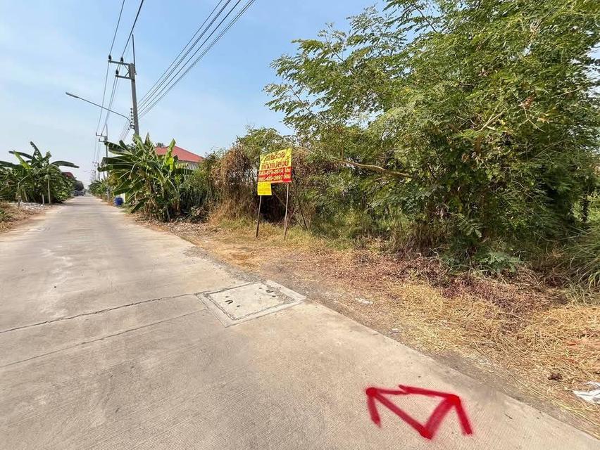 ขายด่วนที่ดิน 100 ตรว.ซอยบงกช45 คลองหลวง จ.ปทุมธานี ‼️รูปแปลงสวย  ถมแล้ว 50 ตรว. อีก50 ตรว. ยังไม่ถม