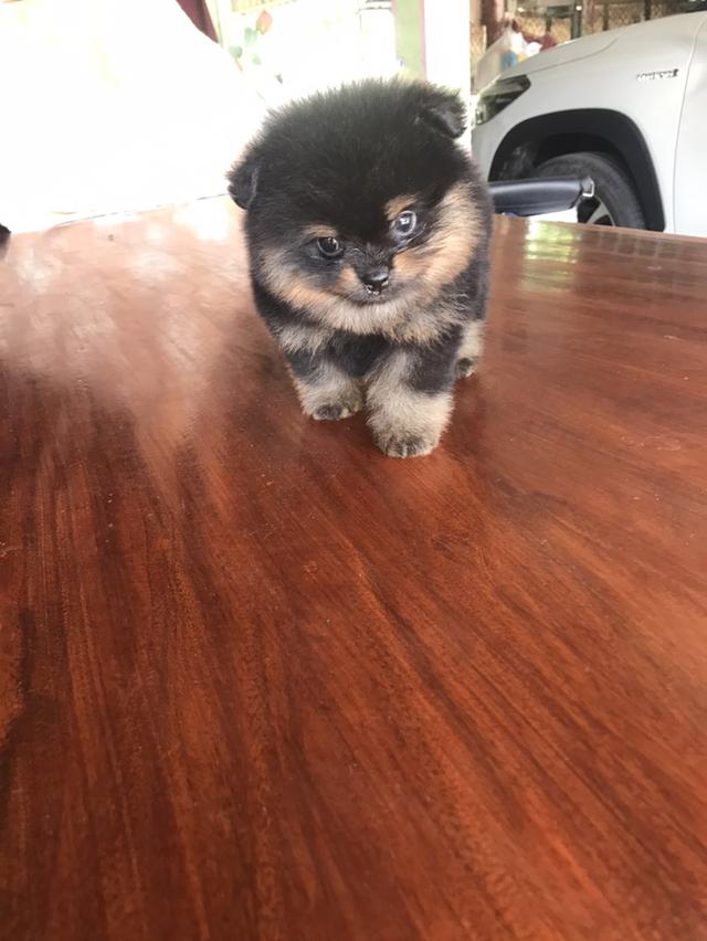 ขายลูกสุนัขพันธุ์ปอมฯสีแบล็คแทนผู้1เมีย1 หน้าหมี ขาใหญ่ขนแน่น ลำตัวสั้นกระชับ พ่อแม่เป็นสายประกวด อายุ 41 วัน โทรและID.Line 081-2619102 ,081-9741022 ค