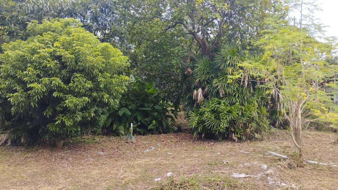 ที่ดินทำเลทอง ตำบลป่าไผ่ อำเภอสันทราย จังหวัดเชียงใหม่