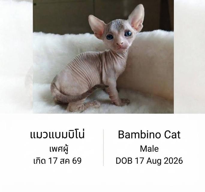 เปิ ดจอ งครับ สนใ จสอบถา มได้ครับ รูปย่อยที่ 2