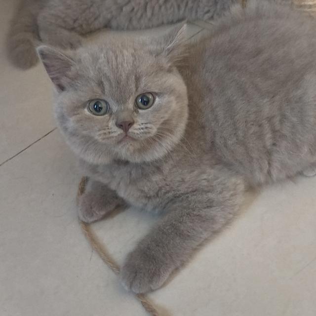 น้องแมวเพศเมีย พันธ์ บริติชชอทแฮร์ 6