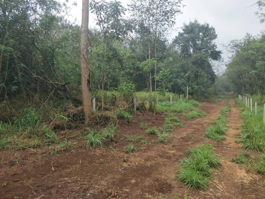 ที่ดิน มีโฉนด อ.ปากช่อว นครราชสีมา 5