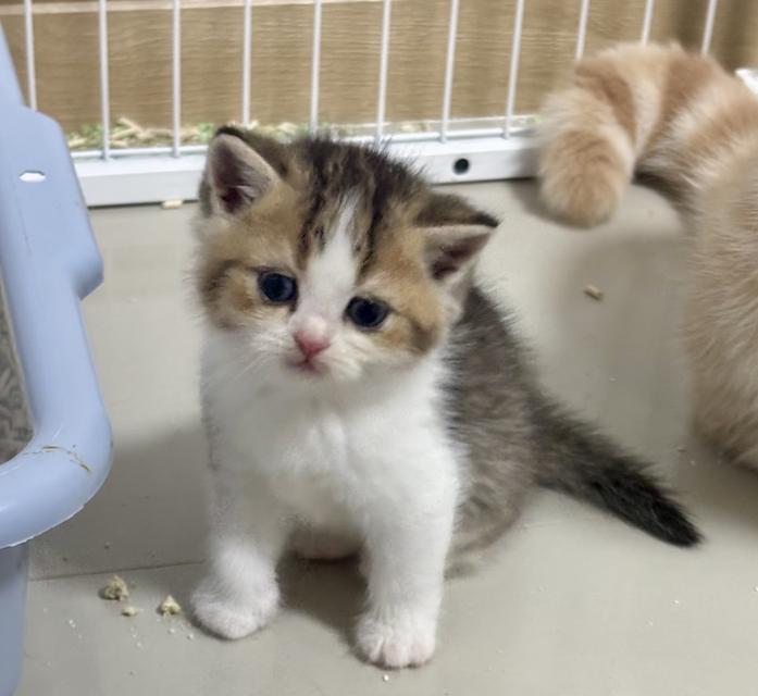 แมวบริติช ช็อตแฮร์ British shorthair 