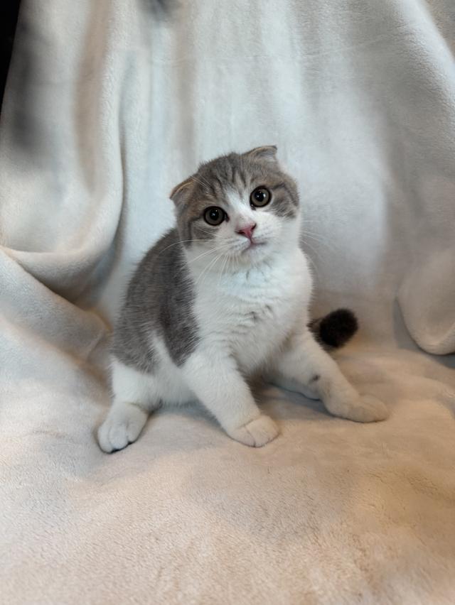 คนขายเลี้ยงเองค่ะ สก็อตติสโฟล์ด ผู้