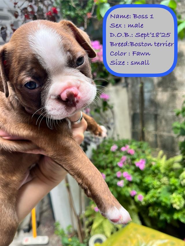 บอสตันเทอร์เรียร์