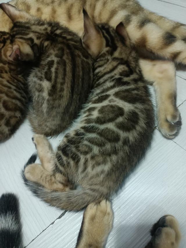 ลูกแมวเบงกอล Bengal Cat 2