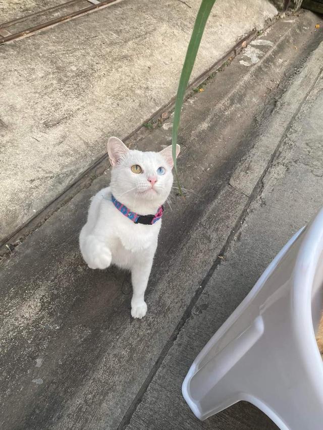 แมวขาวมณี ตาฟ้าเหลือง