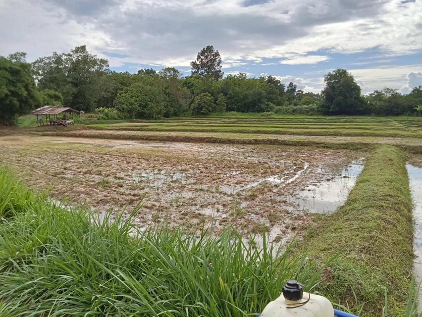 ที่ดิน 8ไร่1งาน12ตารางวา 5