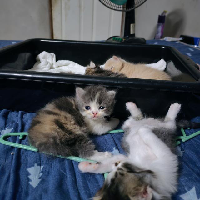 แมวเปอร์เซียร์แท้ กาญจนบุรี