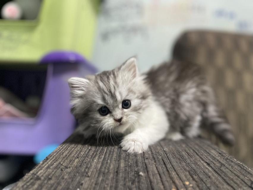 น้องเจ๊ไฝ(เพศเมีย)เกิด19/9/68 17