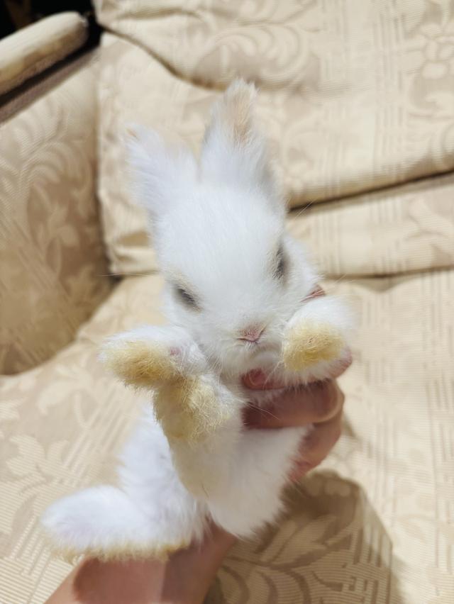 Teddy Bear Rabbit
