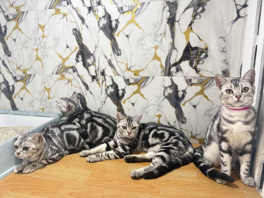 แมวพันธุ์อเมริกันช็อตแฮร์แท้