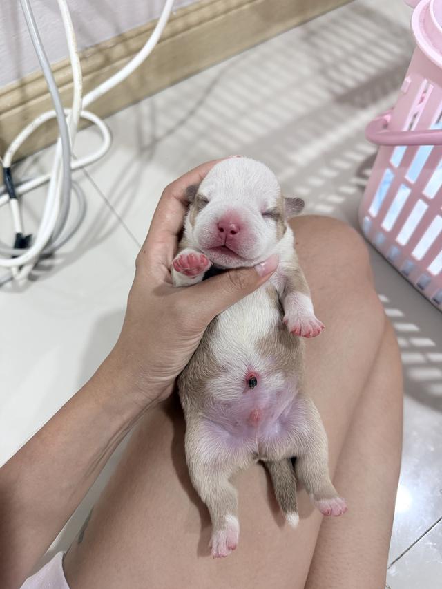 มัดจำแล้ว American bully exotic เพศผู้สีพาย รูปที่ 5