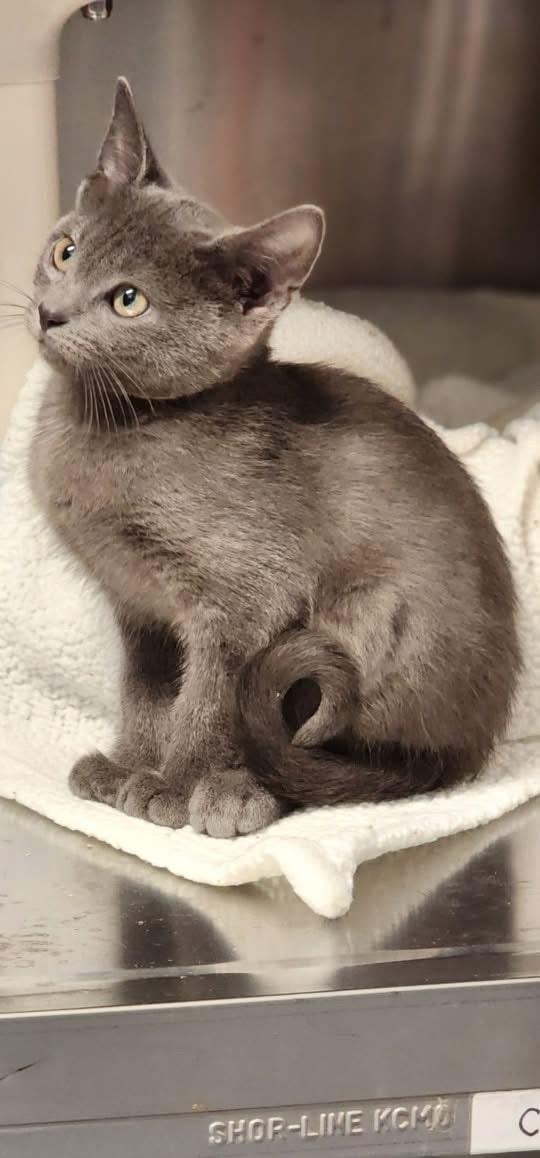 ลูกแมว Russian Blue พันธุ์แท้ 6