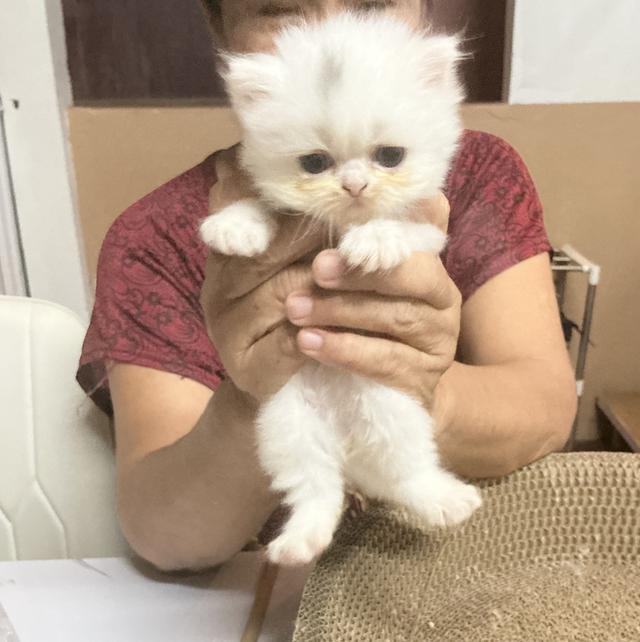 ลูกแมวเปอร์เซียหน้าบี้หน้าหล่น ขาว  รับน้องได้หลัง 23 มีค 69 เปิดกล้องดูก่อนได้ค่ะ รูปที่ 7