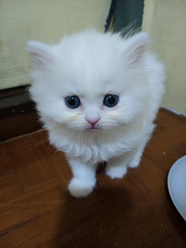แมว เปอร์เซีย 