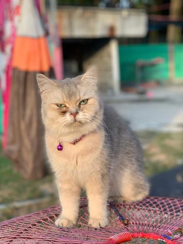 British Shorthair 