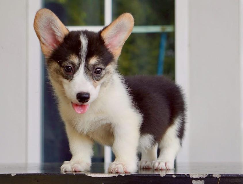 คอร์กี้ corgi  4