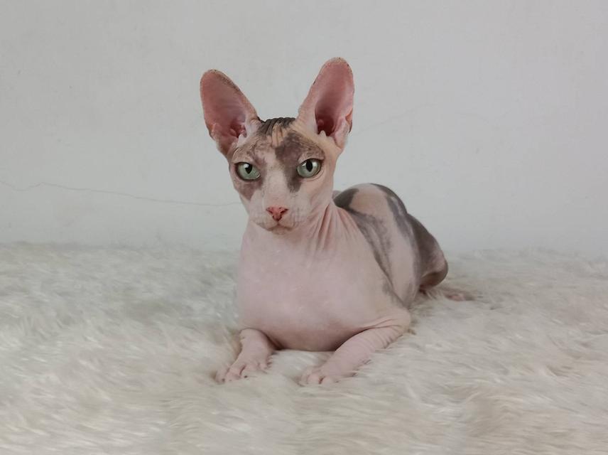 21.แมวสฟิงซ์/เพศเมีย หาบ้าน Sphynx Cat/Female looking for a new home 6