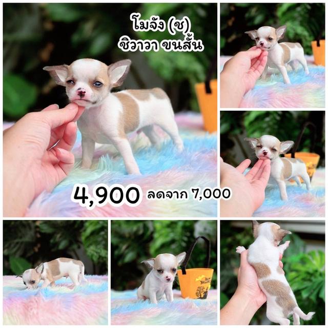 ชิวาวาแท้ขนสั้น เพศผู้