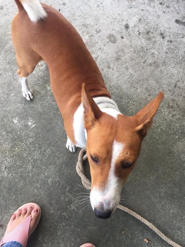 สุนัข Basenji หาบ้าน