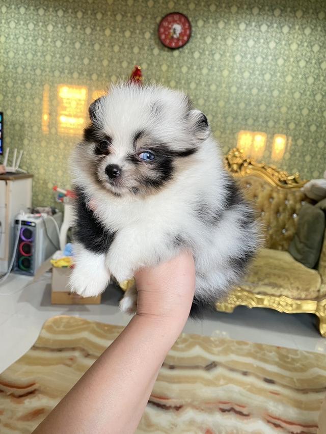 ลูกปอมแท้ สอบถามได้ค่ะ