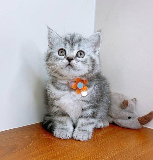 Scottish fold (ผู้หญิง)