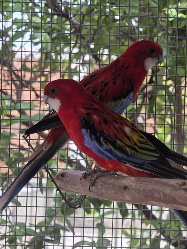 นกแก้วโรเซลล่า Rosella Parakeets รูปย่อยที่ 4