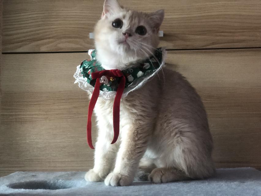 แมวมันช์กิ้น บริติช แร็กดอลรวมในนี้ทักได้เลยค่ะ รูปที่ 16