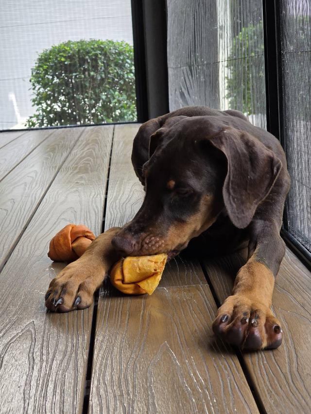 ลูกหมา Doberman Pure Bred Champion Line เพศเมีย สีแดง มี 3 ตัว มี Pedigree/Certificate ตัดหางแล้ว รูปที่ 10
