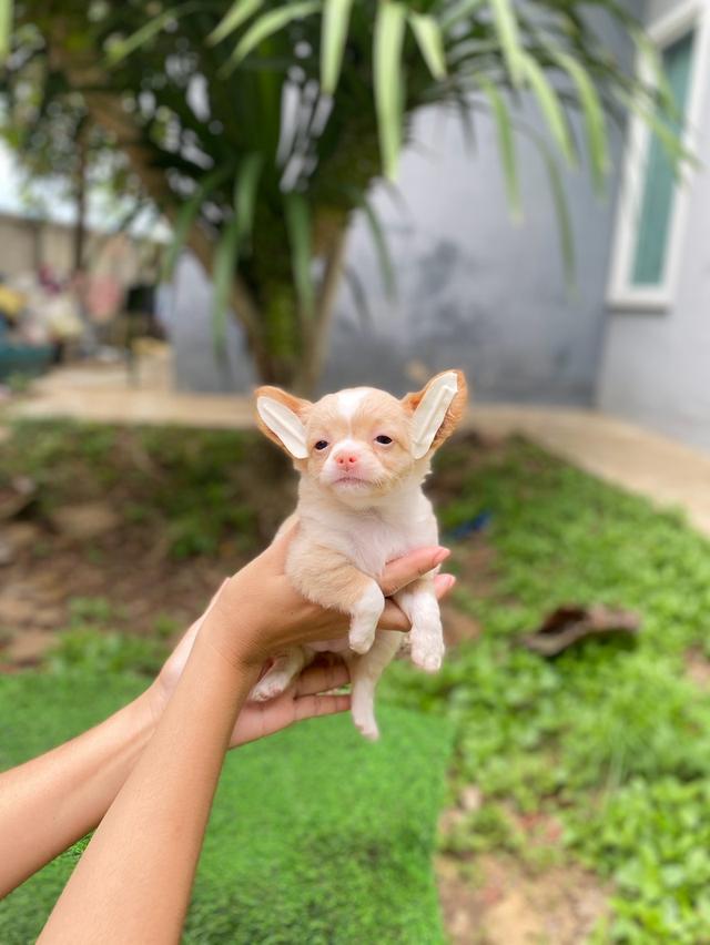 ชิวาวาขนสั้นผสมขนยาว เพศเมีย น่ารักมาก