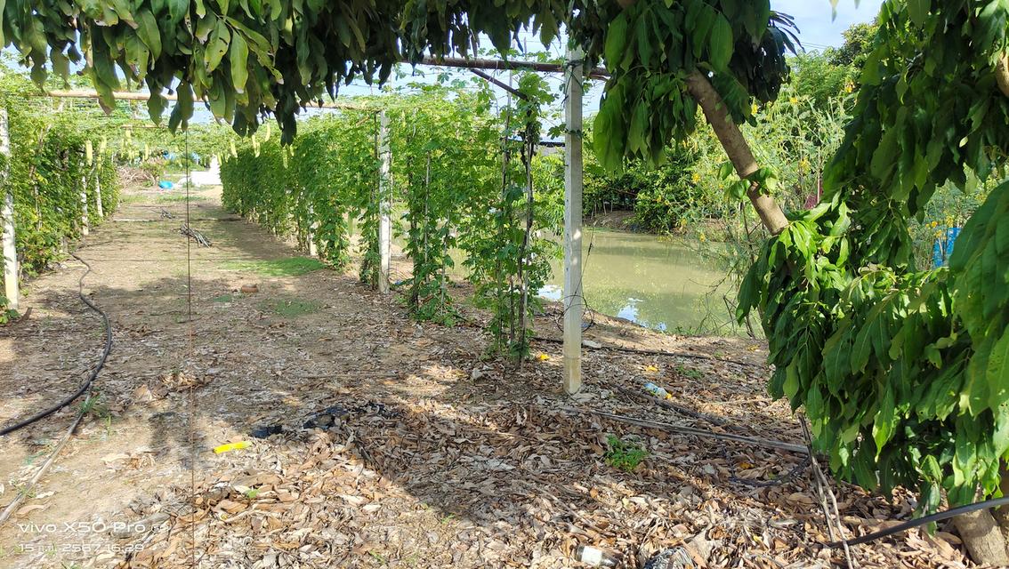 บ้านสวนเกษตร5ไร่ต.หนองสาหร่ายอ.ดอนเจดีย์จ.สุพรรณบุรี 3