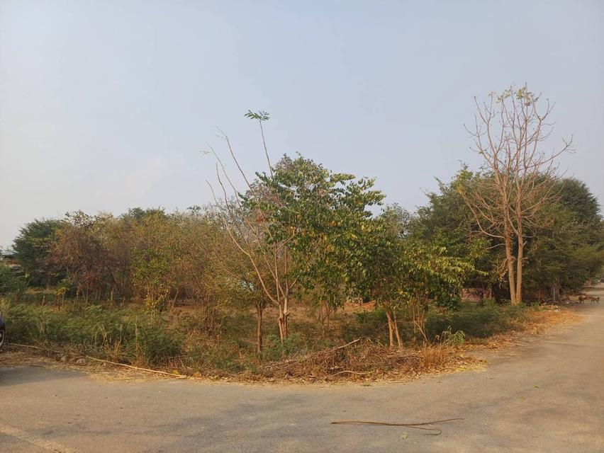 ขายที่ดินติดถนน ไทรโยค 1