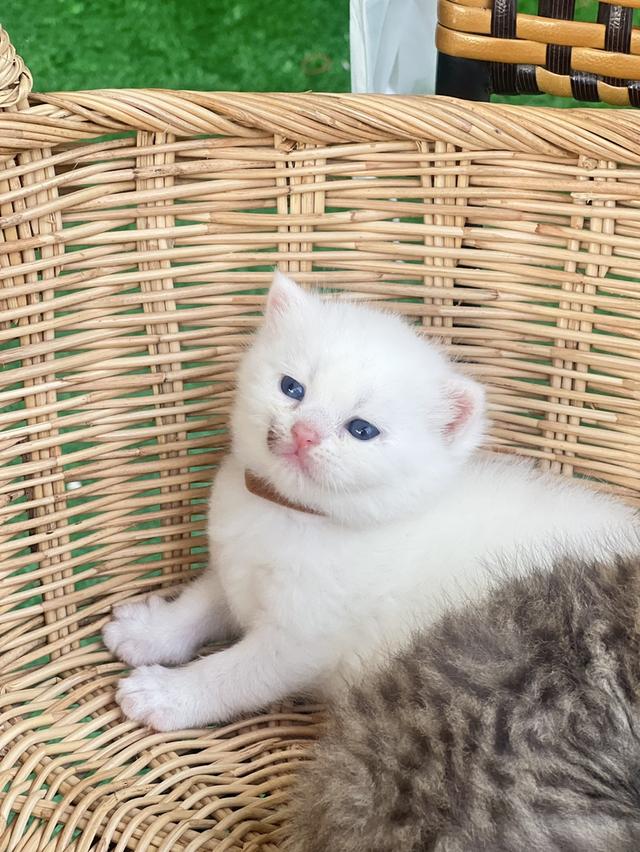 ดญ.ยูอา (สก็อตติช)