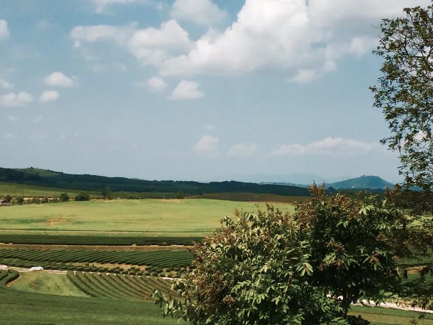 ที่ดินพรีเมี่ยม 14 ไร่ เชียงราย (สิงห์ปาร์ค) น้ำไม่ท่วม 8