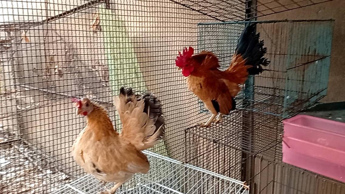 ไก่ซีไบร์ท