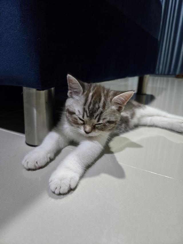 เด็กหญิง พร้อมย้าย พ่อแม่พกใบเพ็ดทั้งคู่ รูปที่ 18