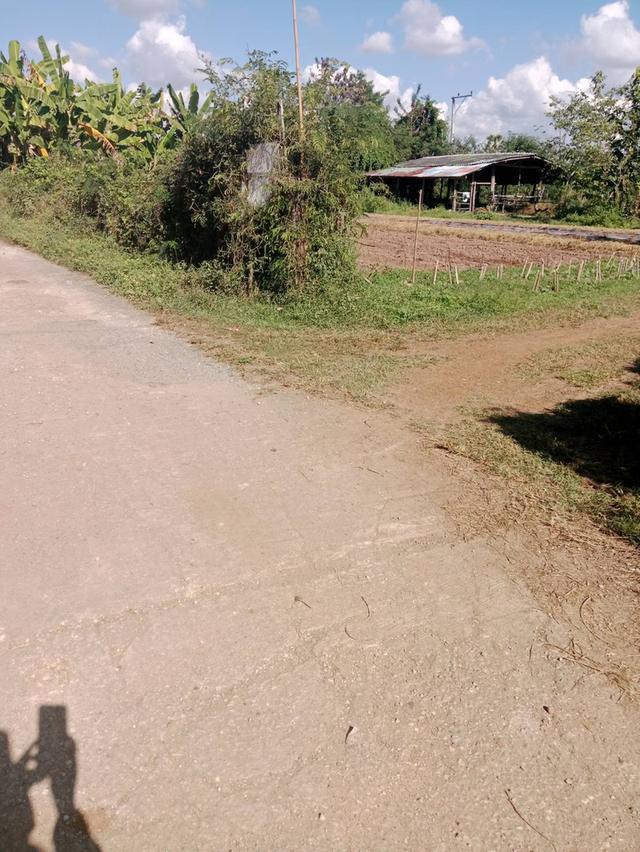 ที่ดินเจ้าของขายเอง ทั้ง3แปลง ครุฑแดง ใกล้โรงพยาบาล สถานศึกษา อำเภอ ที่ดิน สถานนีตำรวจ สามารถคุยโดยตรงกับเจ้าของที่ได้เลย ที่อยู่ จ.ลำแาง 5