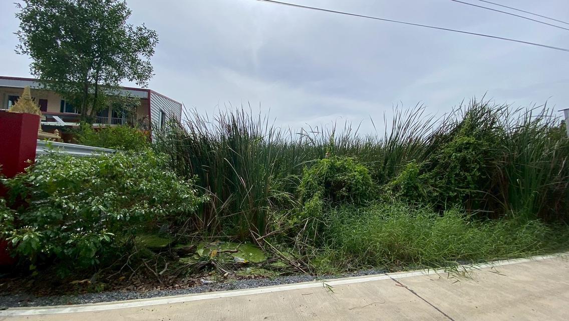 Vายถูกที่ดินคลองสี่ 200 ตารางวา ติดถนนคอนกรีต ซอย คลองสี่ตะวันออก 66 อ.คลองหลวง จ.ปทุมธานี 8