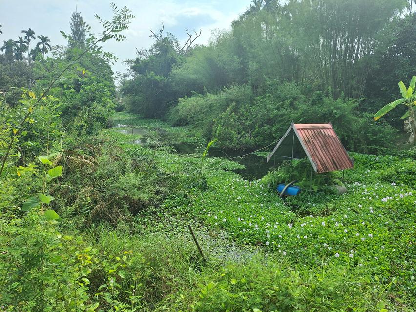 สวนทุเรียนแปลงเล็กระยอง 9