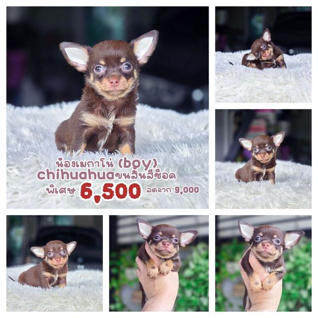 ชิวาวาแท้ขนสั้นสีช็อค เพศผู้