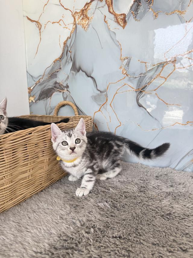 ลูกแมวพันธุ์สก๊ิตติช