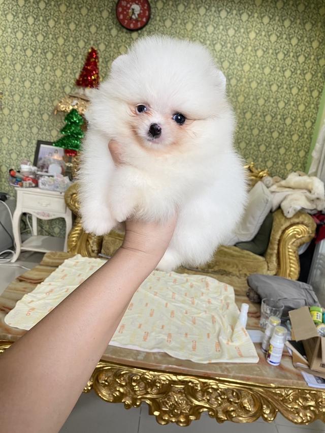 ลูกปอมแท้ สีขาวสวย น่ารัก ทีคัพ ขนแน่น  3