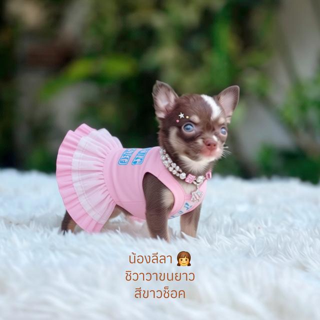 Chihuahuaขนสั้นเพศเมียพร้อมย้ายบ้าน